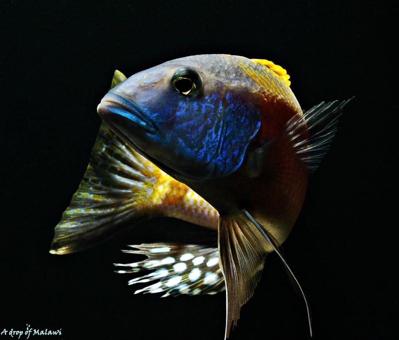 Buccochromis rhoadesii